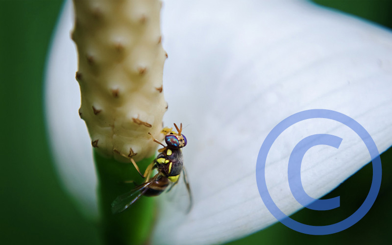 Introducing rtMedia Photo Watermark Add-On