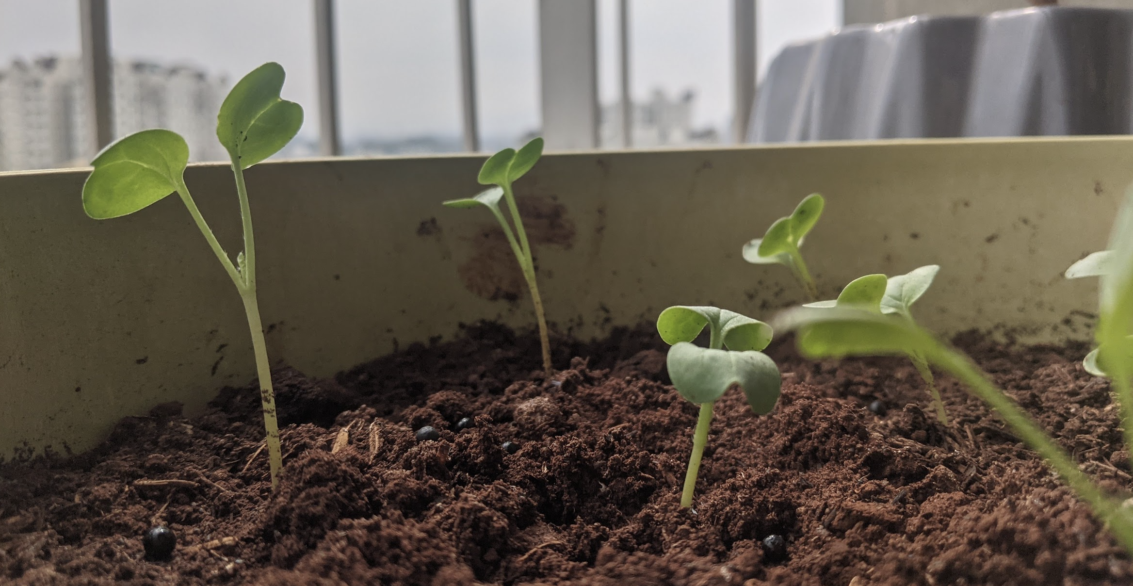 rtcamp-growth-scale